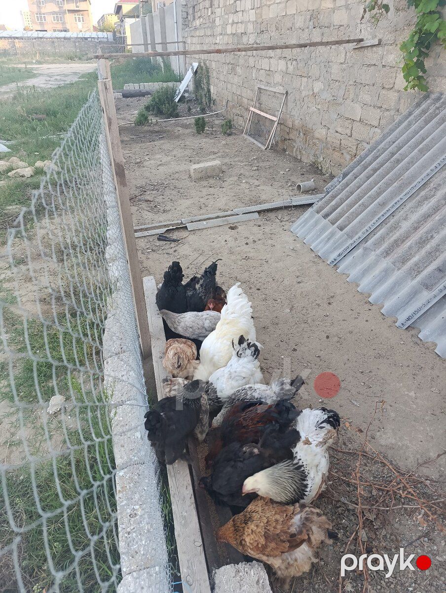 Brama toyuqları — Quşlar, Bakı (8)