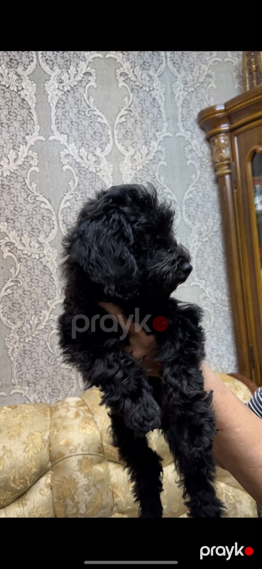 Pudel, 3 ay, Erkək, Ünvandan götürmə, Ödənişli çatdırılma — Köpəklər, Bakı (7)