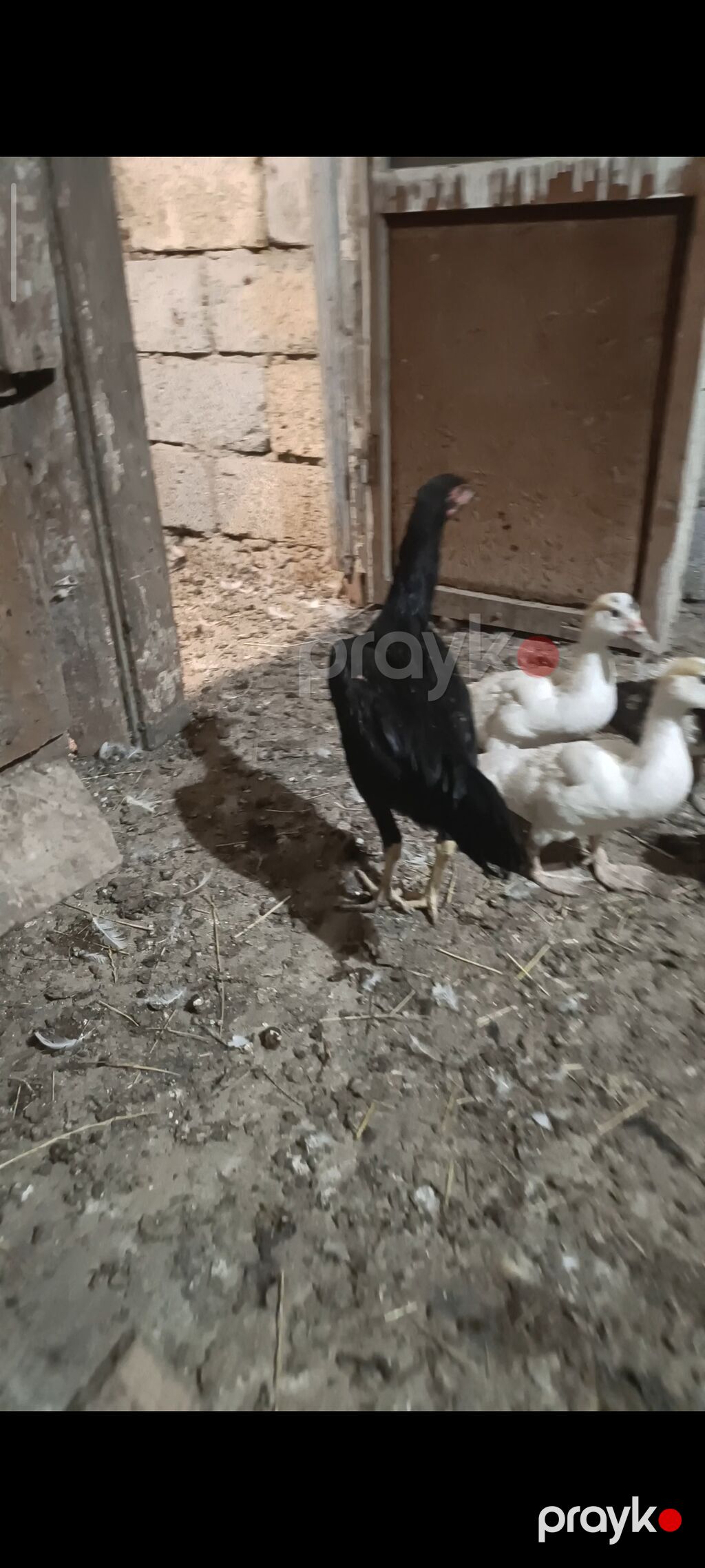 Qara rəngli uzunboylu yerli döyüş tipi cücələr - Rəng: tam qara lələk — Toyuq və xoruz, Mingəçevir (3)