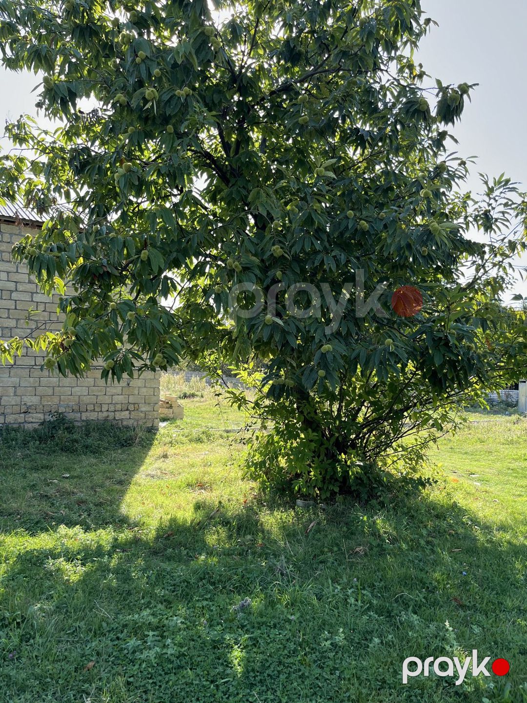 Satılır torpaq 15 sot — Torpaq, Qəbələ (6)
