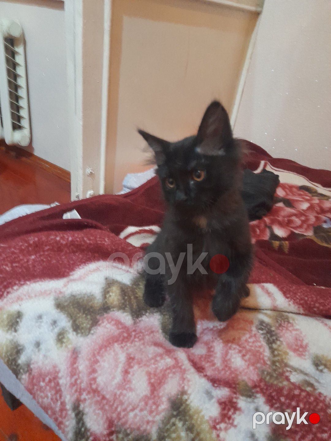 Pişik etibarlı əllərə verilir — Pişiklər, Bakı (3)