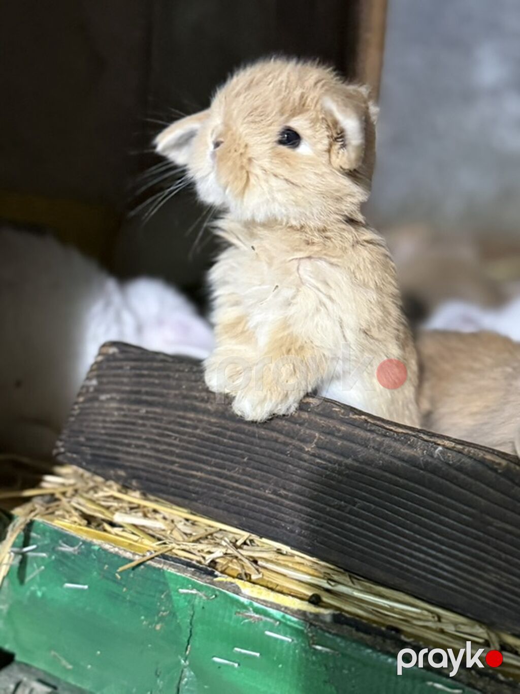 Mini Lop (asqılıqulaq) balaları - Cins: Mini Lop (asqılı qulaqlar — Dovşanlar, Xırdalan (6)