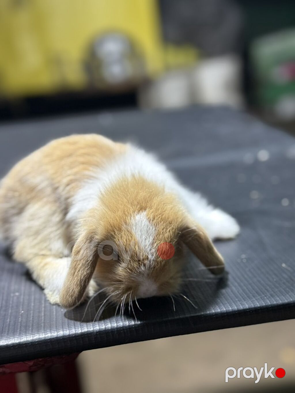 Mini Lop (asqılıqulaq) balaları - Cins: Mini Lop (asqılı qulaqlar — Dovşanlar, Xırdalan (8)