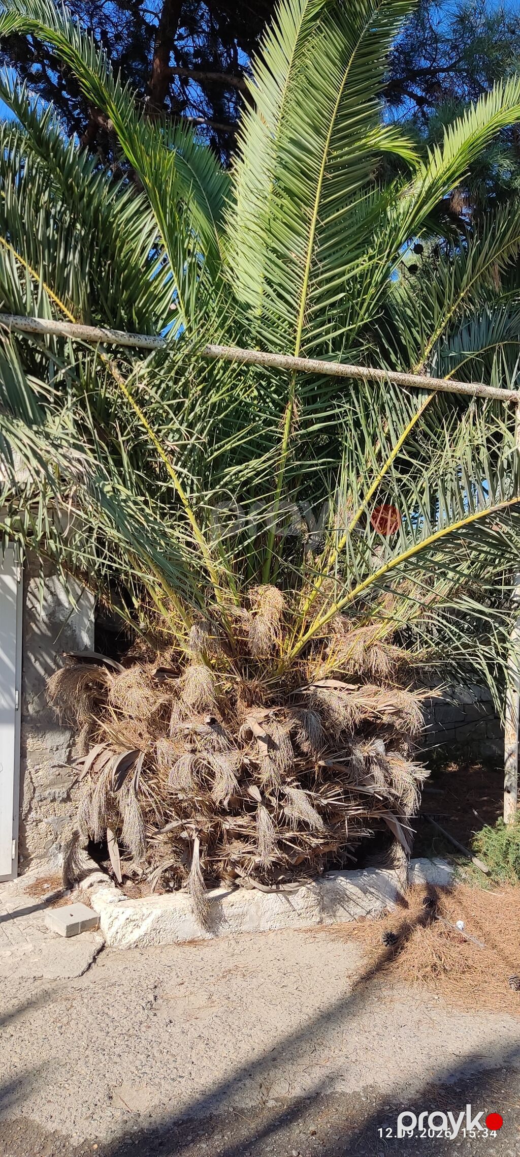 Xurma palmisi (Phoenix canariensis – Kanar xurması) – iri ölçülü — Ağaclar və fidan, Bakı (2)