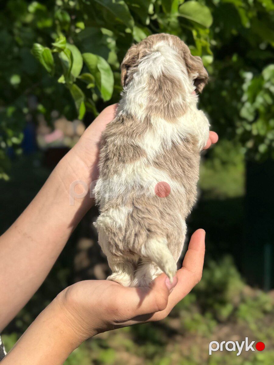 Labradoodle — Köpəklər, Bakı (2)