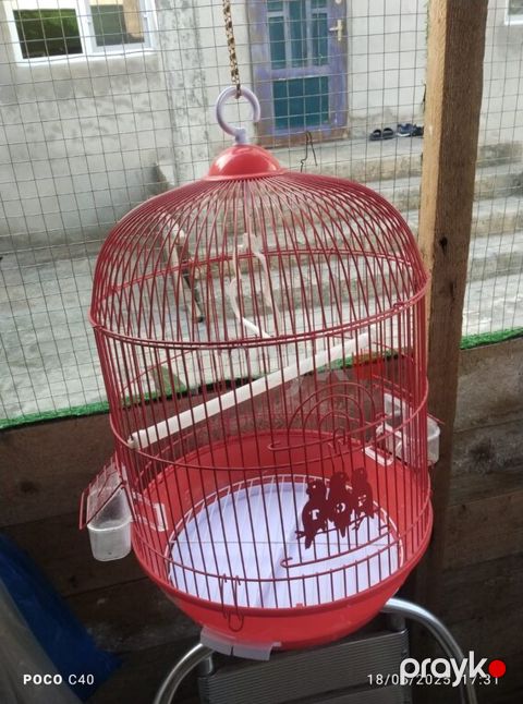 Qəfəslər — Bakı