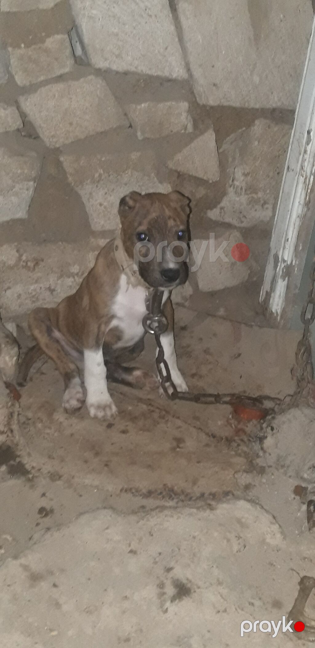 Pitbul, 3 ay, Dişi, Peyvəndli — Köpəklər, Gəncə (3)
