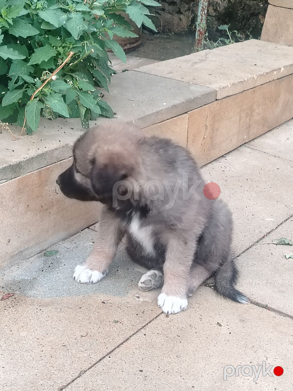 Qurdbasar, Erkək — Köpəklər, Qobu (2)