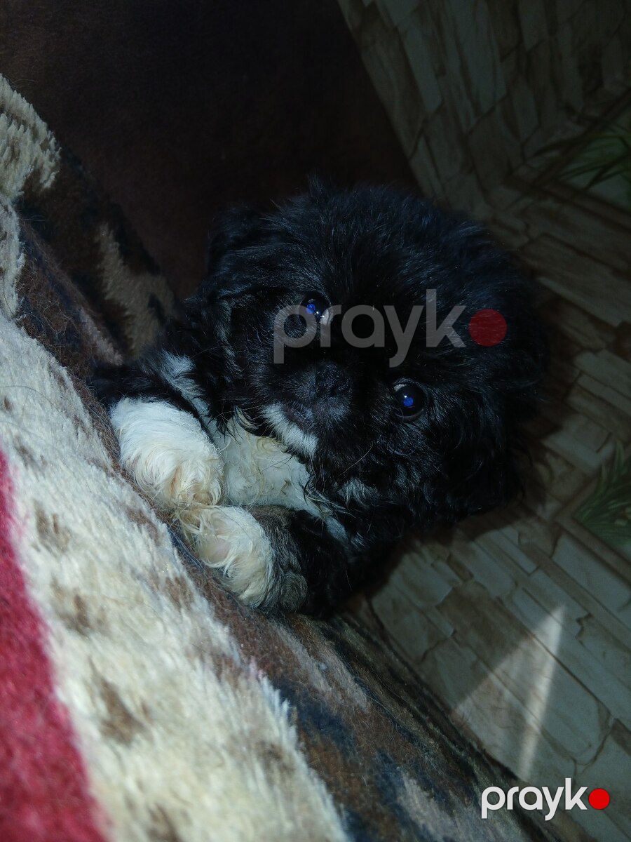 Karlık pekines balası — Köpəklər, Sumqayıt (11)