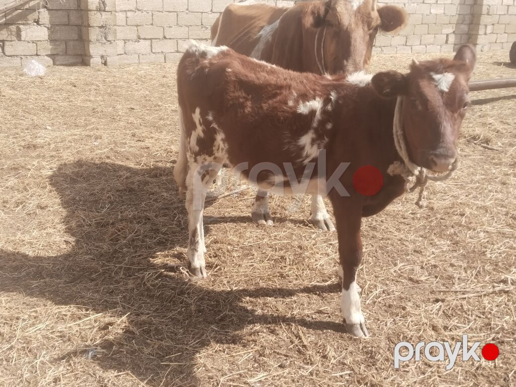 Salam tam saglam ana balali inekdir isdeyen elaqe saxlasin — Kənd təsərrüfatı heyvanları, Digah (2)