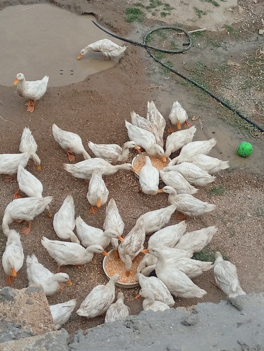 Ördəklər — Quşlar, Sumqayıt (2)