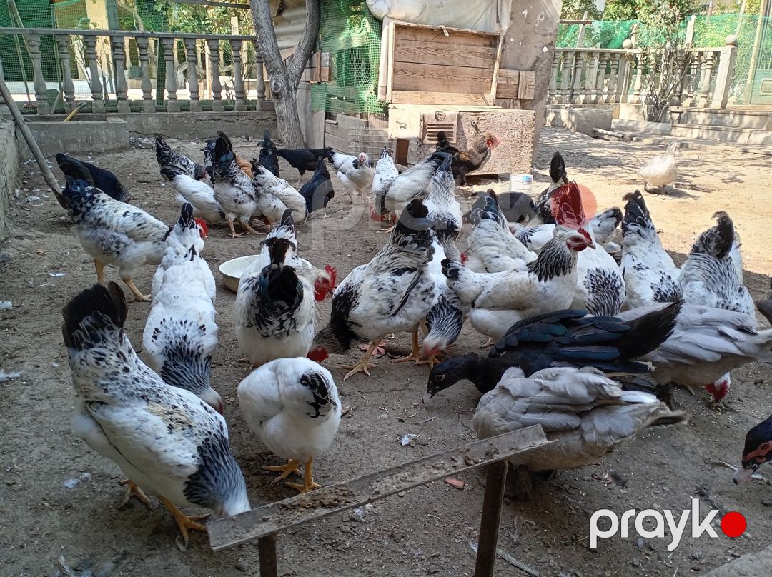 Toyuqlar — Quşlar, Bakı (3)
