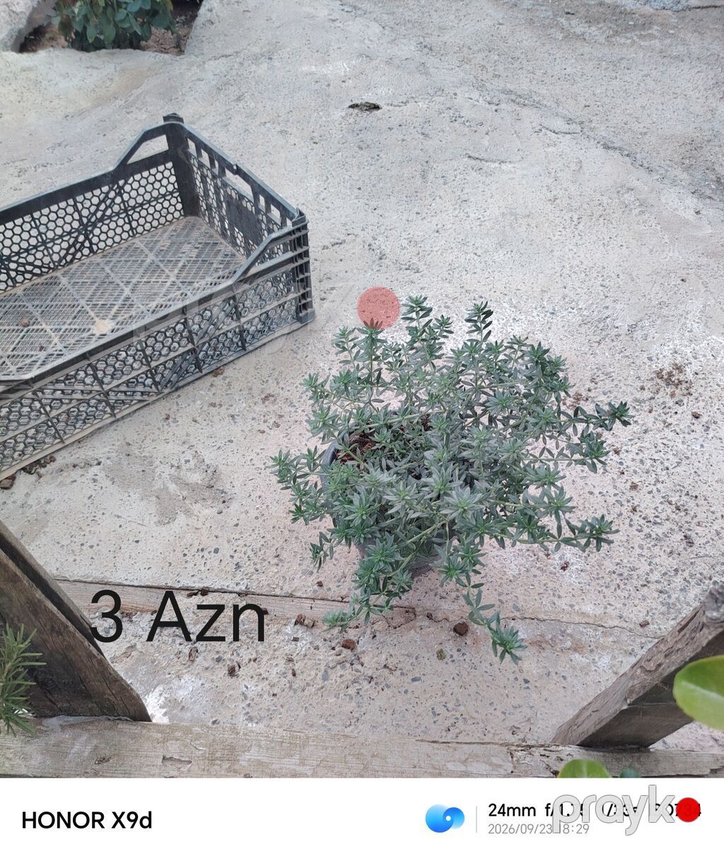Satışda müxtəlif bəzək kolları və dekorativ bitkilər (qabda): - Qablı — Bitkilər, Digah (7)
