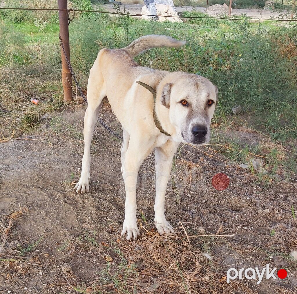 Kanqal, Erkək, Peyvəndli — Köpəklər, Bakı (3)