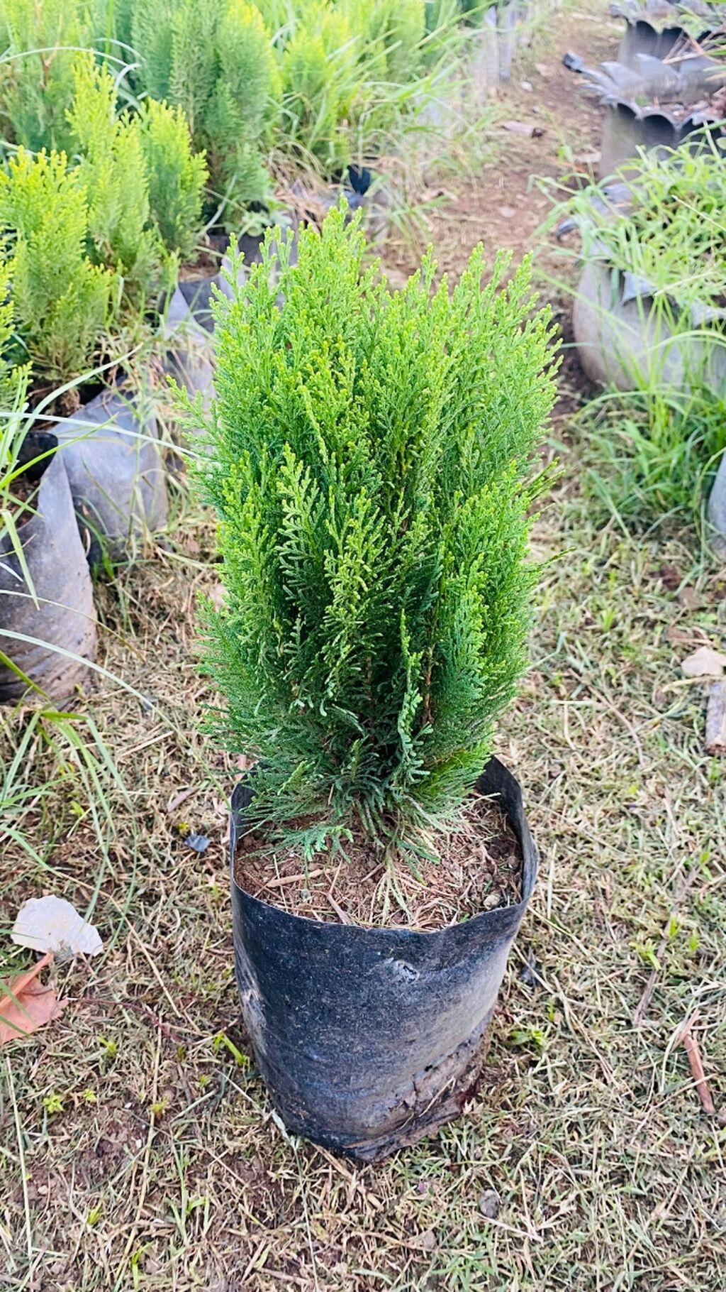 Thuja (konik/qədim kiparis) şitili – qara polietilen torbada — Bitkilər, Astara (4)