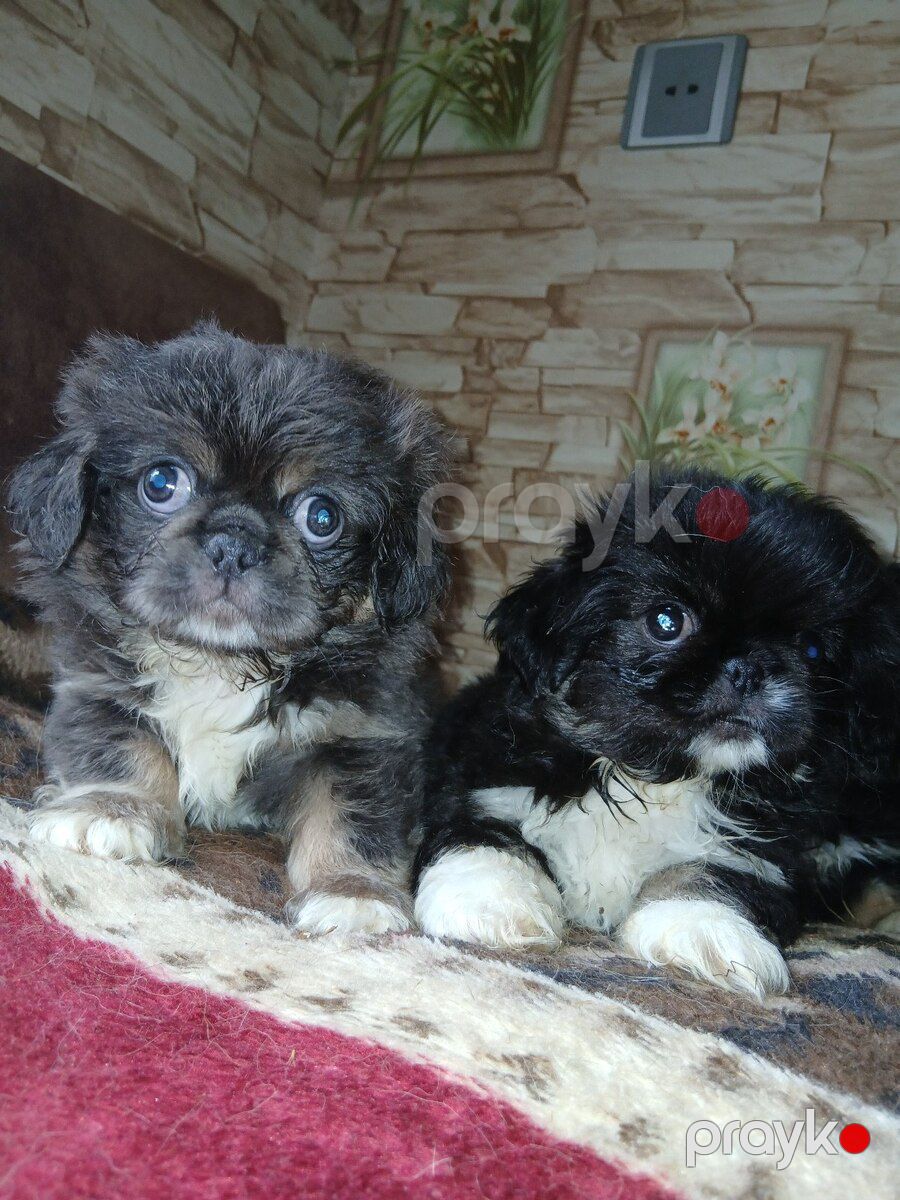 Karlık pekines balası — Köpəklər, Sumqayıt (5)