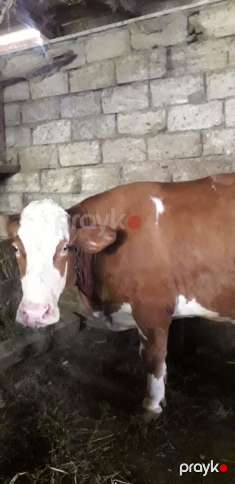 Cəmi 2 qarın doğmuş cavancins maldi və kök-iridi Maşallah Nömrenin — Bakı