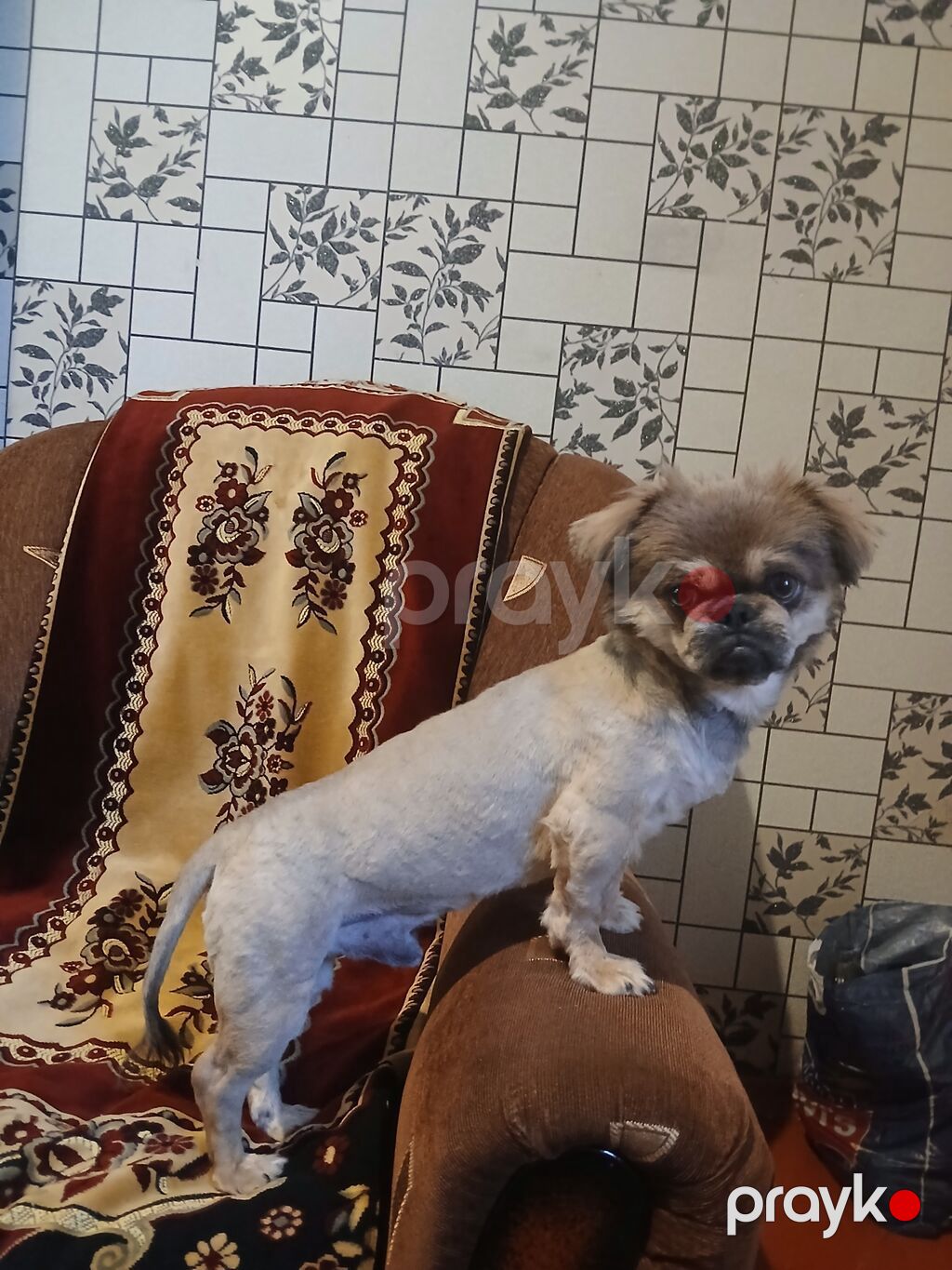 Pekines, 6 ay, Erkək — Köpəklər, Gəncə (3)