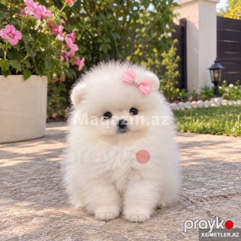 Pomerian Spitz mini bala — Bakı