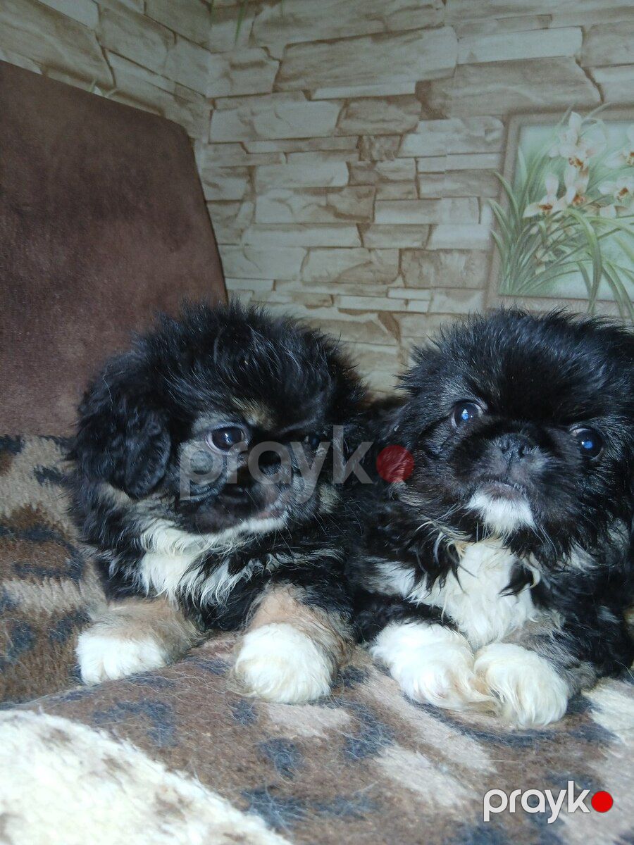 Karlık pekines balası — Köpəklər, Sumqayıt (8)