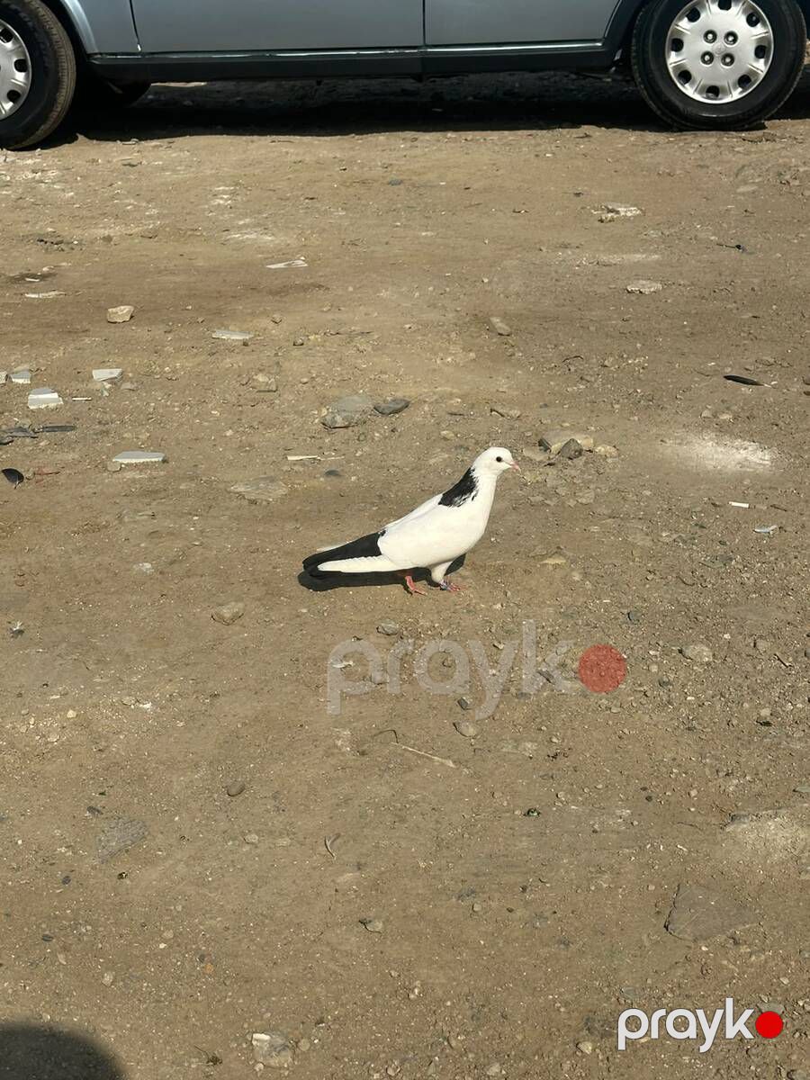 Göyərçinlər — Quşlar, Bakı (3)