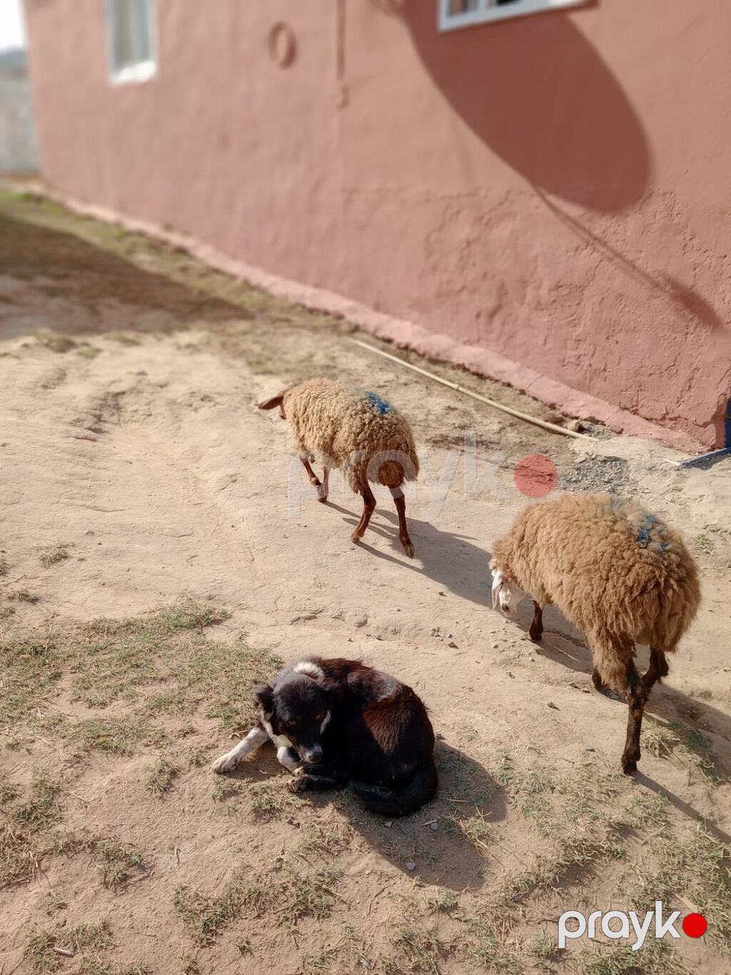 2 dene dişi quzu cütü 460 manata real alıcıya endirim olacaq tam — Kənd təsərrüfatı heyvanları, Xırdalan (3)