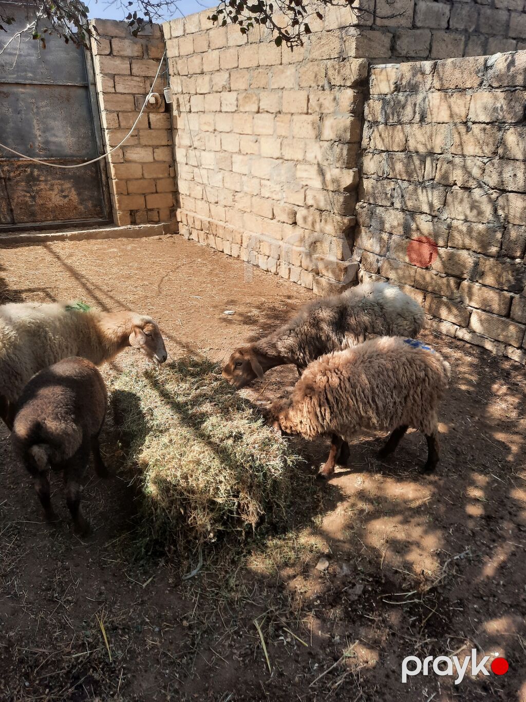 Məhsul: Qoyunlar (xırdabuynuzlu heyvanlar) Təsvir: - Şəkillərdə — Kənd təsərrüfatı heyvanları, Mehdiabad (2)