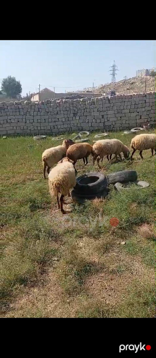 Balalı və boğaz qoyunlar — Kənd təsərrüfatı heyvanları, Bakı (7)