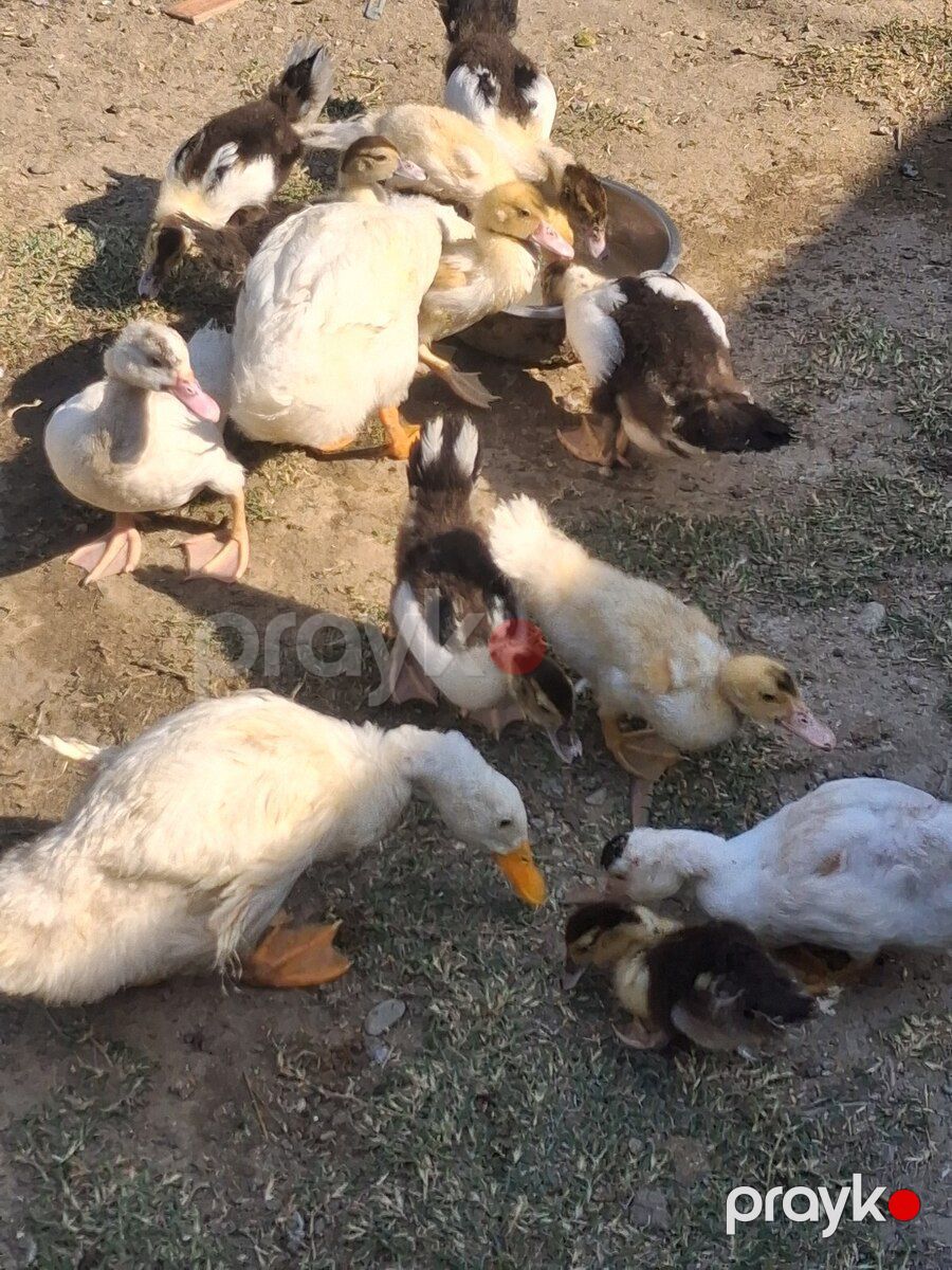 Ördək — Quşlar, Bakı (4)