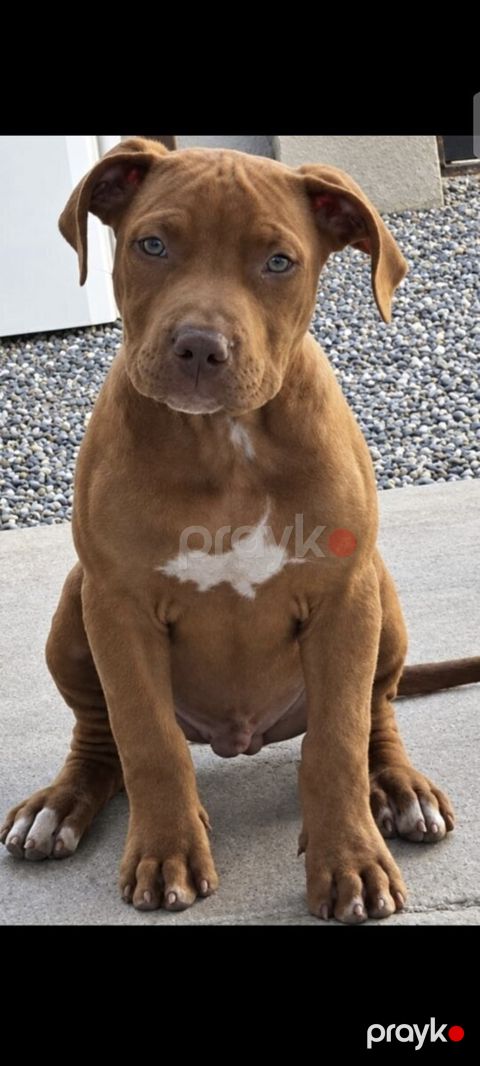 Pitbull balası — Bakı