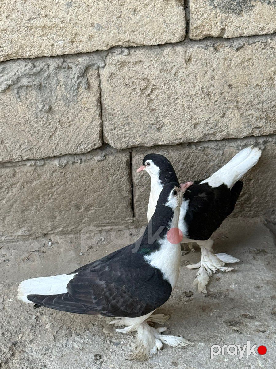 Göyərçinlər — Quşlar, Bakı (3)