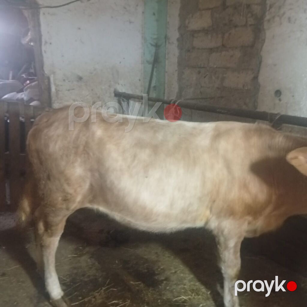 Dana, buzov, Dişi, ay: 1, Damazlıq — Kənd təsərrüfatı heyvanları, Digah (3)