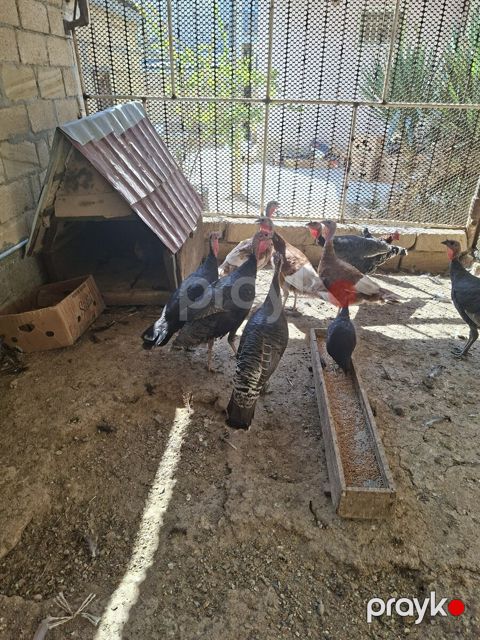 Lal ördək — Bakı