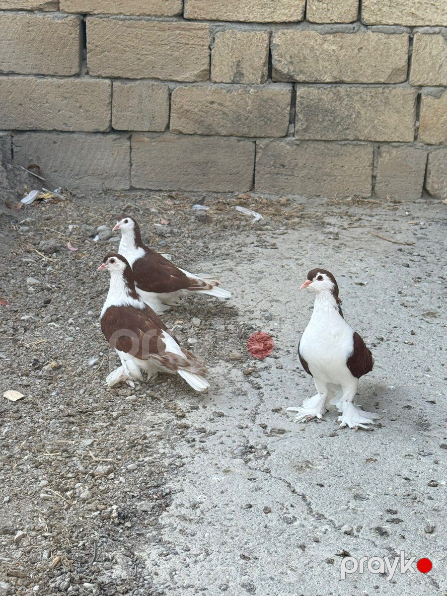Göyərçinlər — Quşlar, Bakı (4)