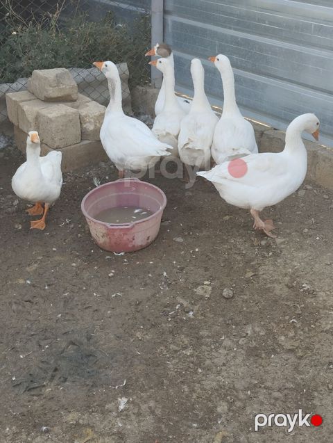 Temiz qan yerli qazlardi real alicilar zeng etsin xais edirem bos — Goranboy