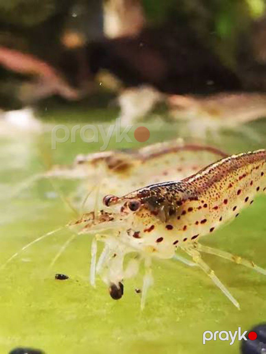 Amano kreveti — Akvariumlar və balıqlar, Bakı (3)