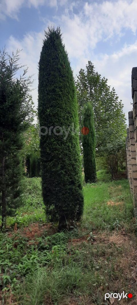 Piramida ağacları — Gəncə