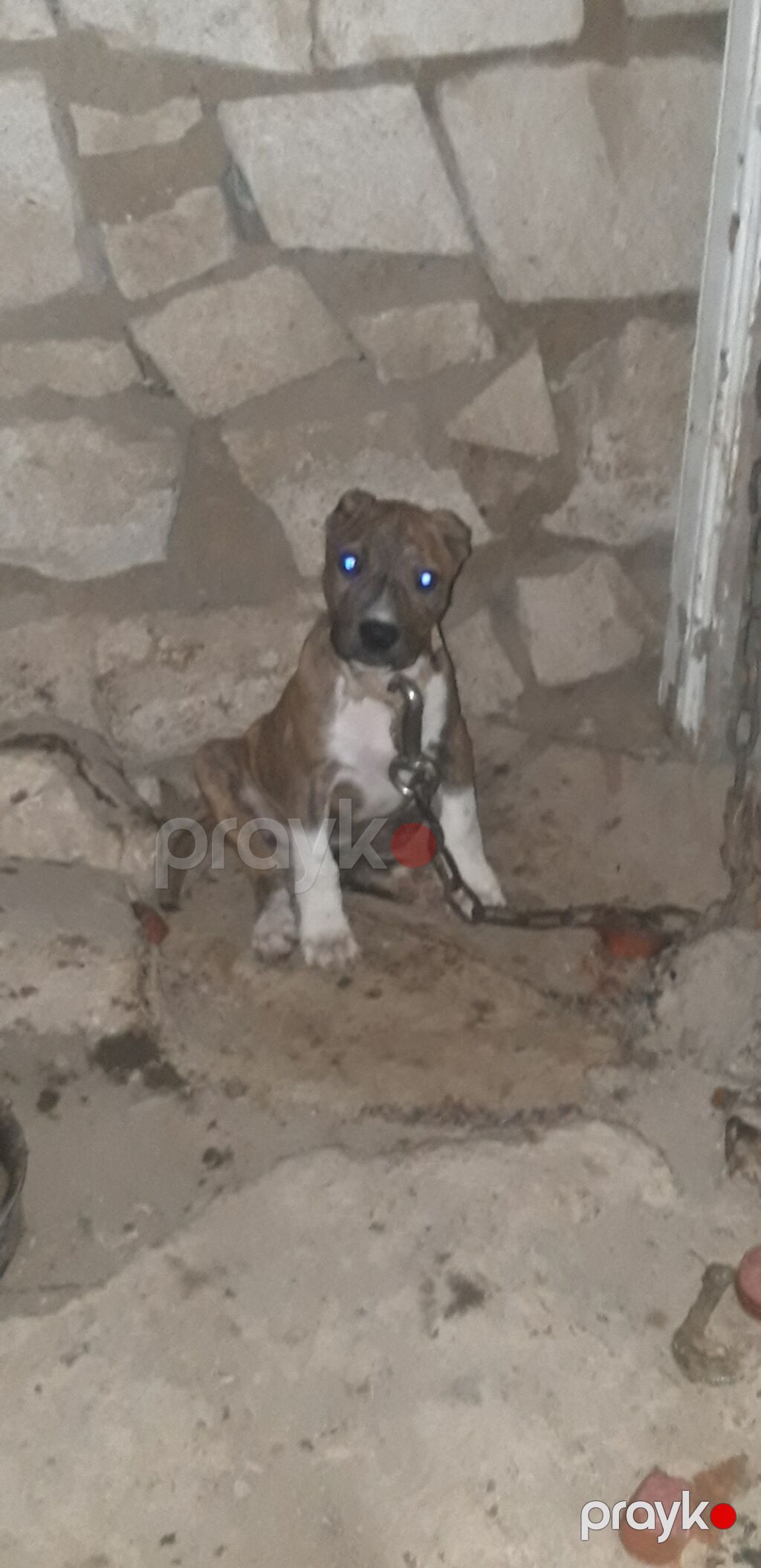 Pitbul, 3 ay, Dişi, Peyvəndli — Köpəklər, Gəncə (4)