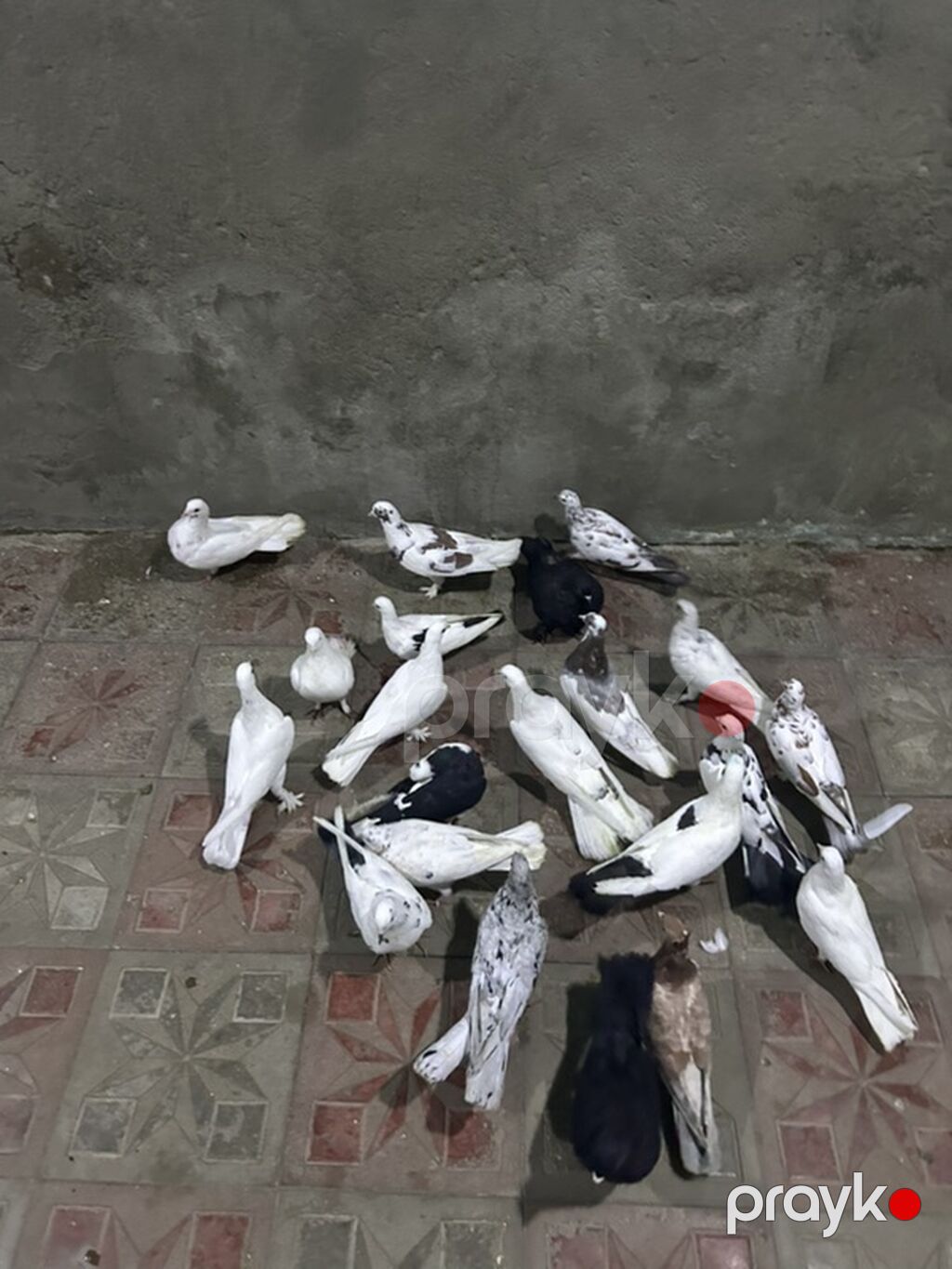 Hamsi tutulmadi 21 denedi — Göyərçin, Bakı (5)