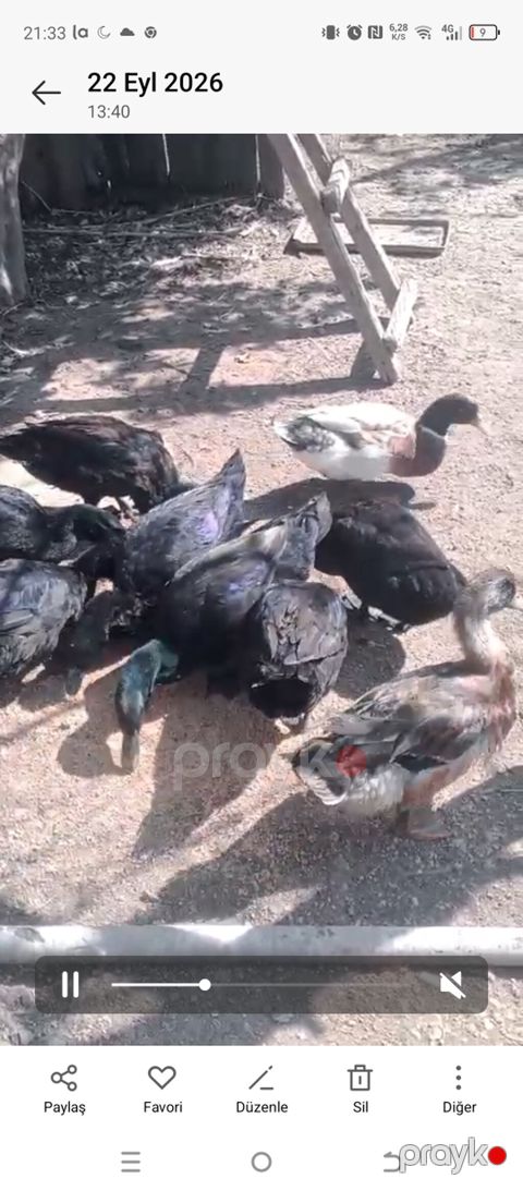 Produkt: Ördek sürüsü (ferma üçün) Təsvir: - Bir neçə baş — Digah