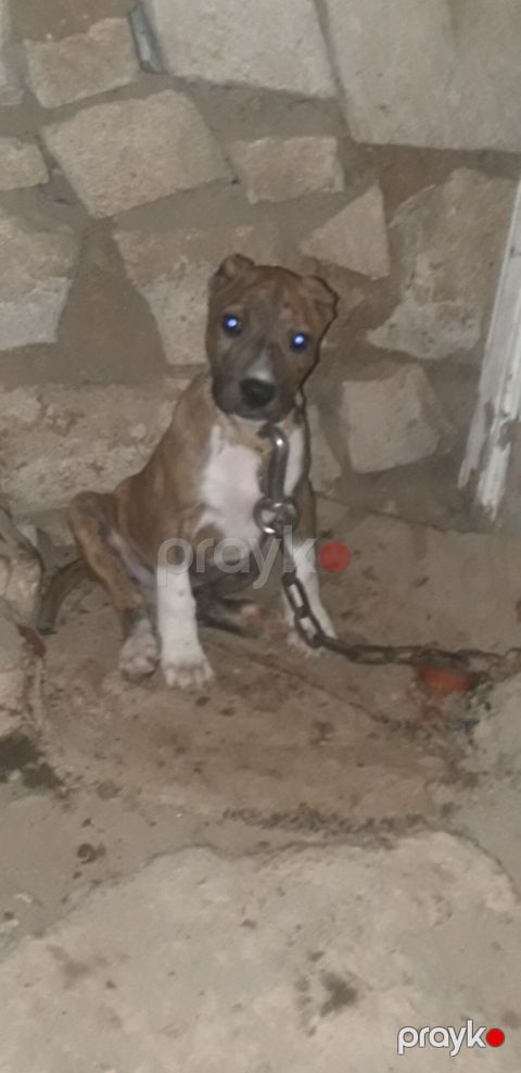 Pitbul, 3 ay, Dişi, Peyvəndli — Gəncə
