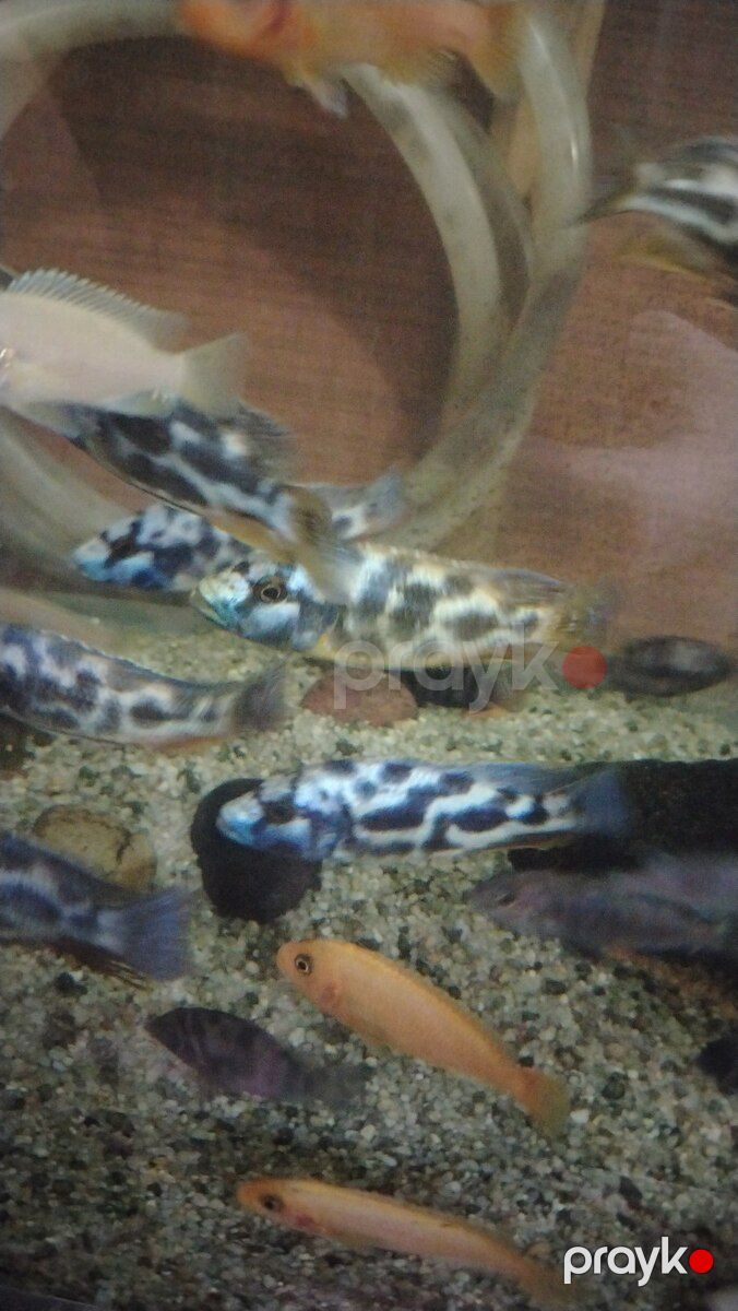 Lyapard balığı — Akvariumlar və balıqlar, Bakı (3)