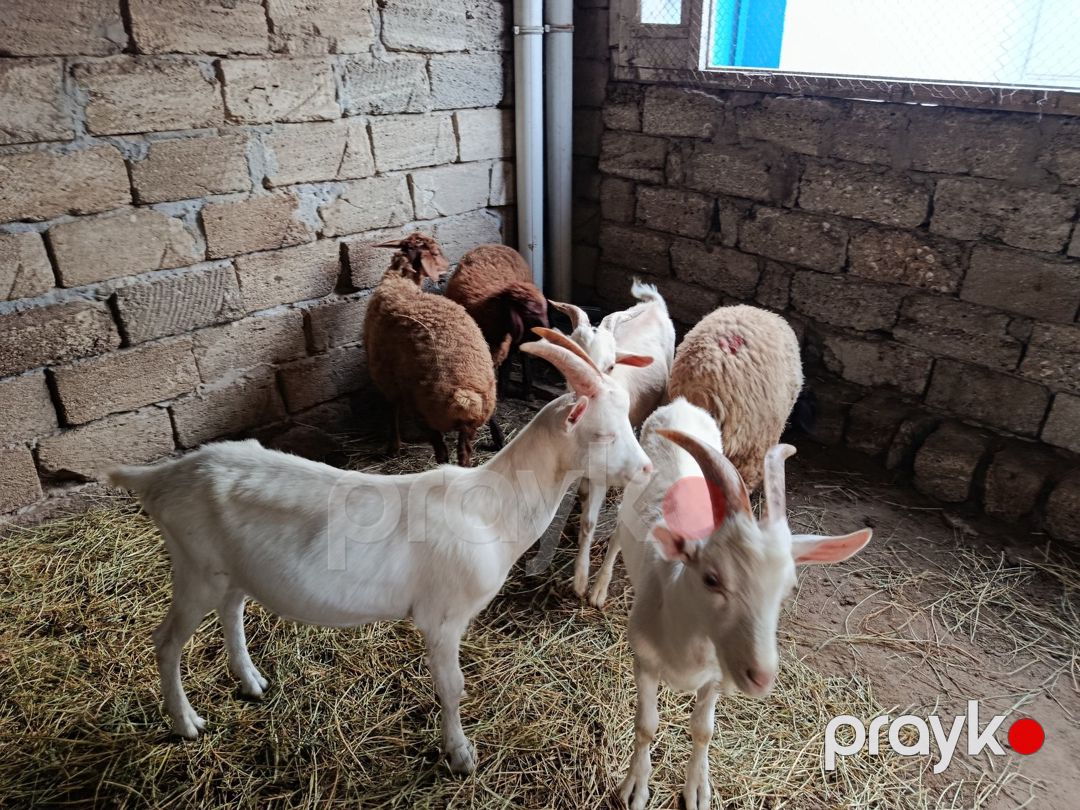 Quzular cəpislər — Kənd təsərrüfatı heyvanları, Bakı (5)