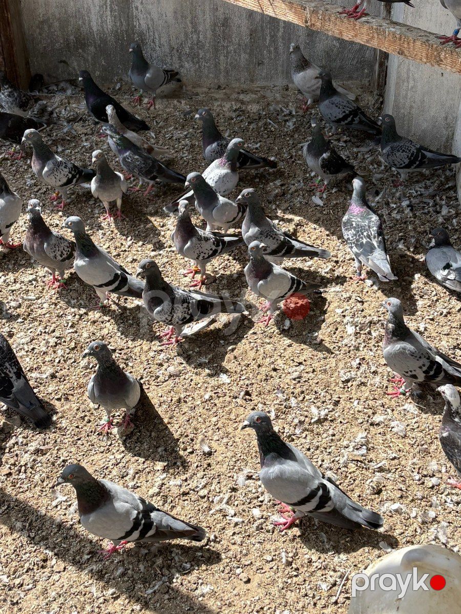 Göyərçinlər — Quşlar, Bakı (7)