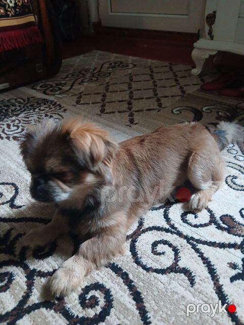 Pekines, 6 ay, Erkək — Gəncə