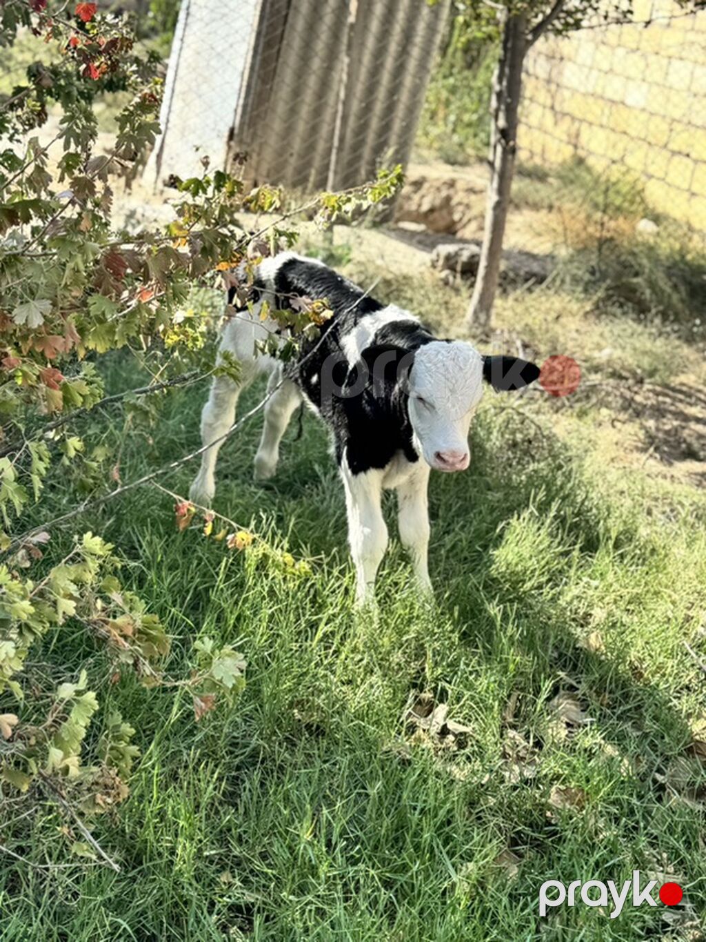 Erkək simmental buzov. Tam sağlamdır. 5 günlükdür. Super buzovdur — Kənd təsərrüfatı heyvanları, Sumqayıt (2)