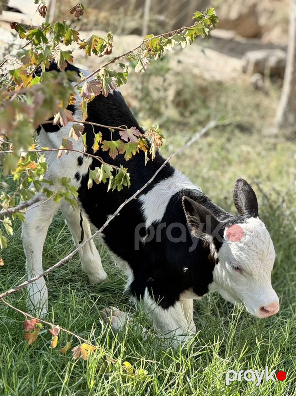 Erkək simmental buzov. Tam sağlamdır. 5 günlükdür. Super buzovdur — Kənd təsərrüfatı heyvanları, Sumqayıt (4)