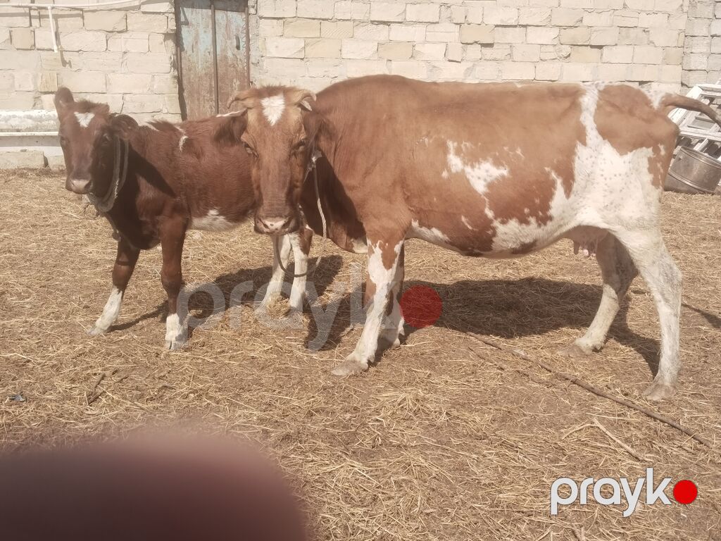 Salam tam saglam ana balali inekdir isdeyen elaqe saxlasin — Kənd təsərrüfatı heyvanları, Digah (3)