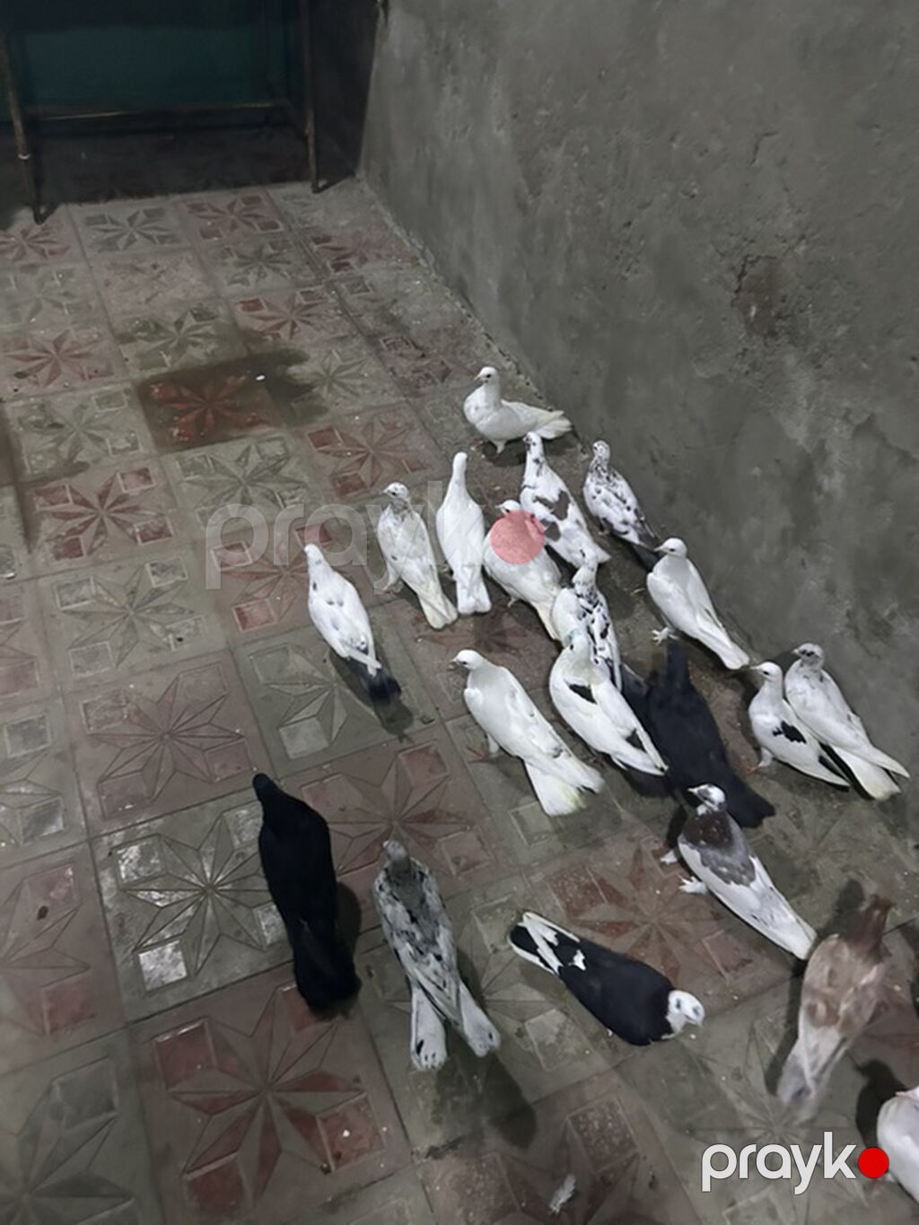 Hamsi tutulmadi 21 denedi — Göyərçin, Bakı (4)