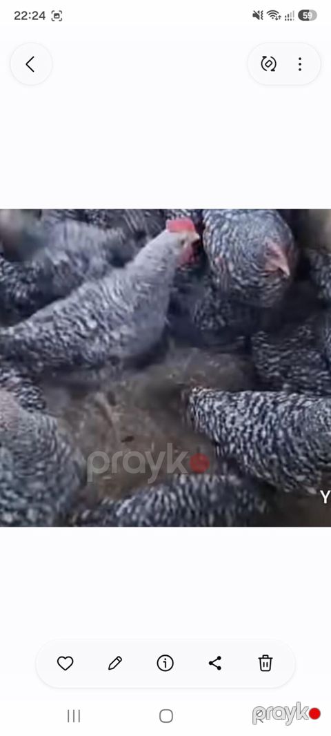 Xarkovlar satılır vaksin olunublar — Bakı